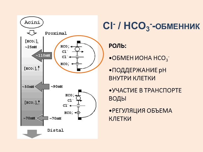 Na,K,2Cl-котранспортер РОЛЬ В КЛЕТКЕ: Регуляция содержания воды в клетке Регуляция объема Поддержание ионного гомеостаза