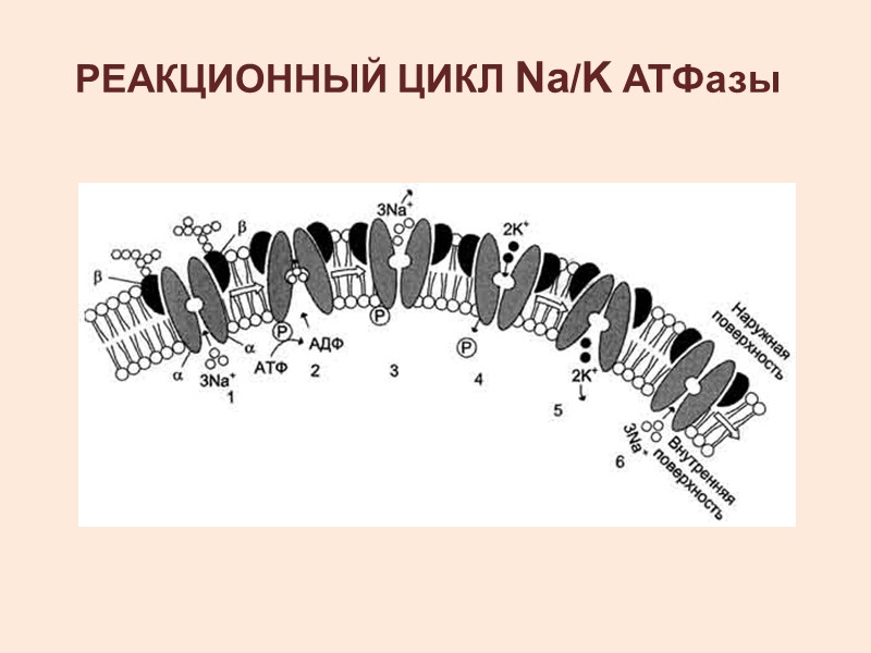 V0 – ГИДРОФОБНАЯ ЧАСТЬ (УЧАСТВУЕТ В ТРАНСЛОКАЦИИ ПРОТОНОВ) V1 – ВОДОРАСТВОРИМАЯ ЧАСТЬ ОБЛАДАЕТ КАТАЛИТИЧЕСКОЙ