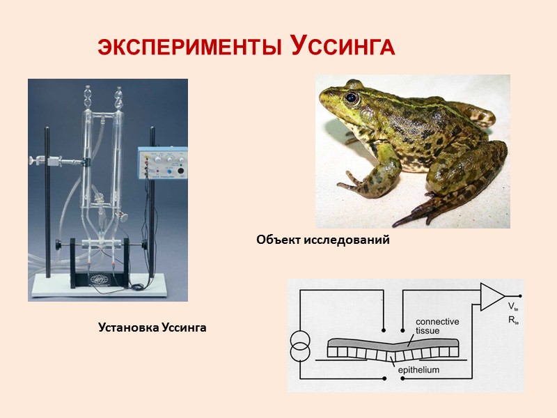 Базолатеральная мембрана несет межклеточные контакты разного типа