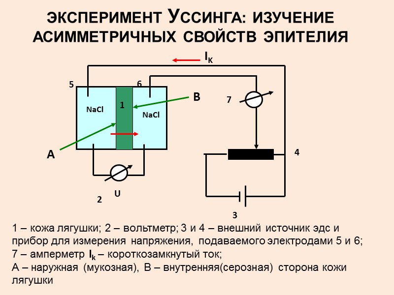 плотные контакты           десмосомы 