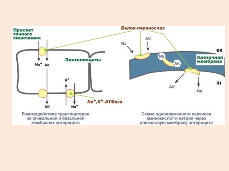 Уравнение для транспорта сахаров Jmax  = 12 мкмоль / м2 с – одинакова