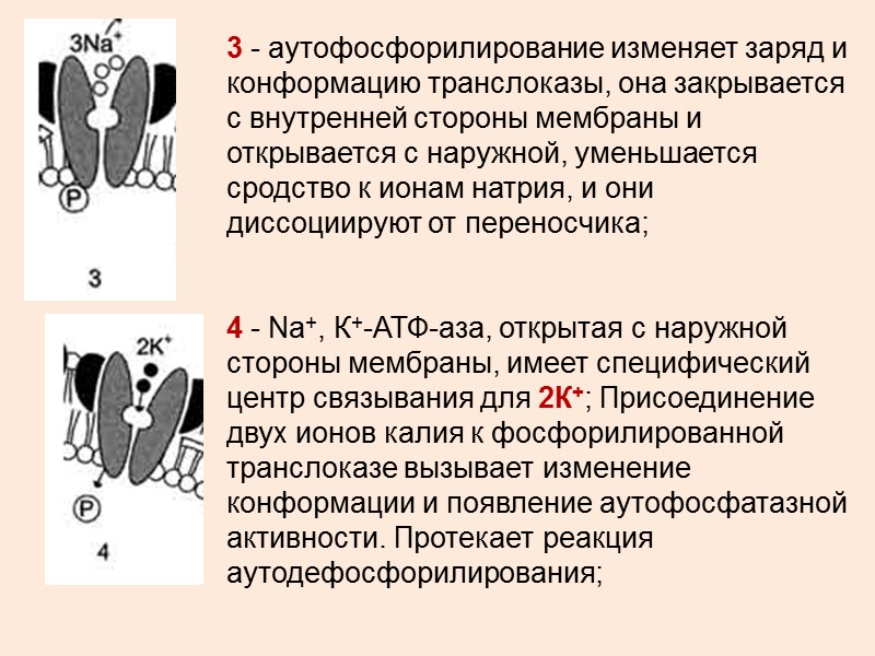 ТРАНСПОРТ ПРОТОНОВ В ТОНОПЛАСТЕ КЛЕТОК РАСТЕНИЙ ПРОТОНЫ ПОСТУПАЮТ ВНУТРЬ ВАКУОЛИ И СОЗДАЮТ ЭЛЕКТРИЧЕСКИЙ (от