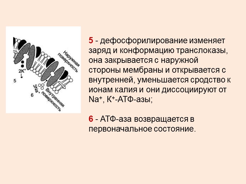 АТФаза F ТИПА ЛОКАЛИЗАЦИЯ: МЕМБРАНЫ БАКТЕРИЙ, ХЛОРОПЛАСТОВ И МИТОХОНДРИЙ СТРОЕНИЕ: F0 – ГИДРОФОБНАЯ ЧАСТЬ