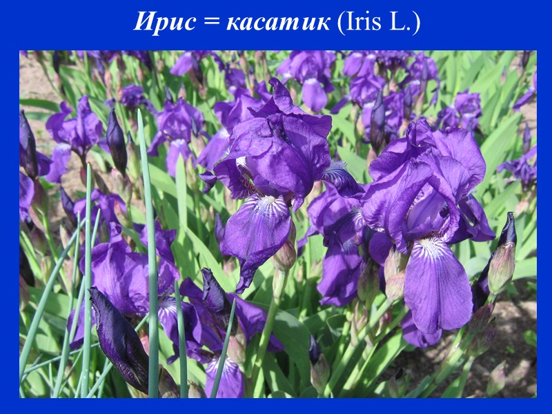 Виола Виттрока = анютины глазки  (Viola tricolor hort.)