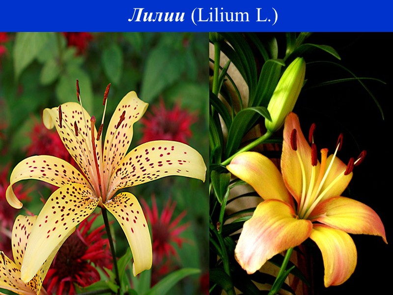 Примула = первоцвет (Primula L.)