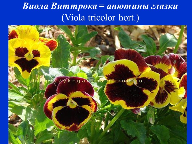 Петуния садовая  (Petunia x hybrida Vilm.)