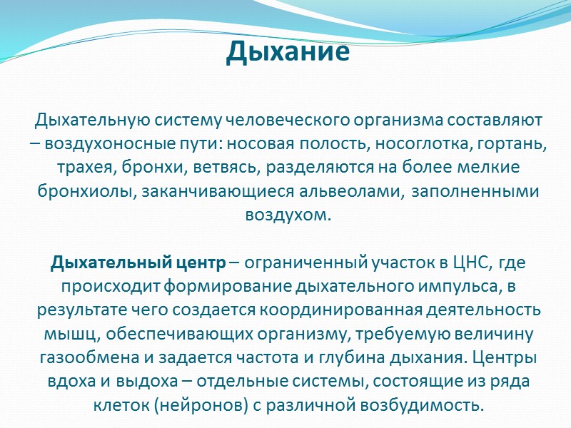 Мышцы прикрепляются к костям с помощью сухожилий, образующих головку и хвост мышцы. При этом