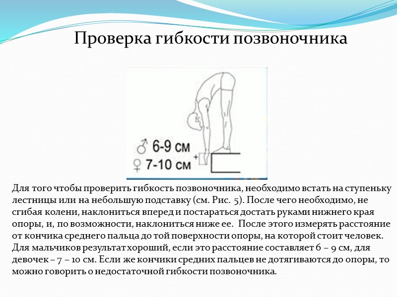 Передней и задней продольными бороздами он делится на две симметричные половины. На поперечном разрезе