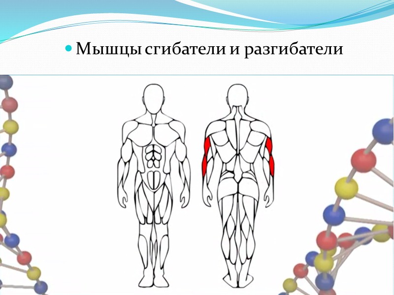 Витамины группы В . Суточная доза этих витаминов – 1,2 – 1,8 мг. 