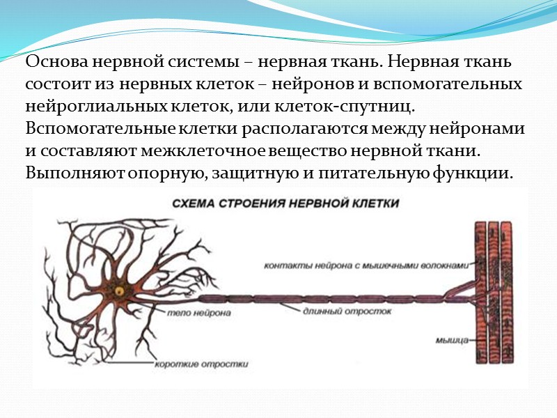 Средние размеры сердца взрослого мужчины