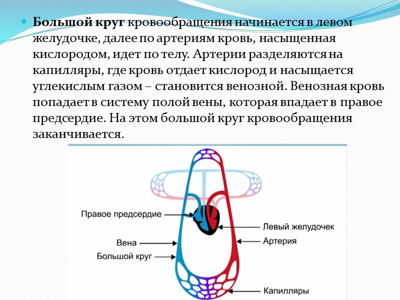 скелет