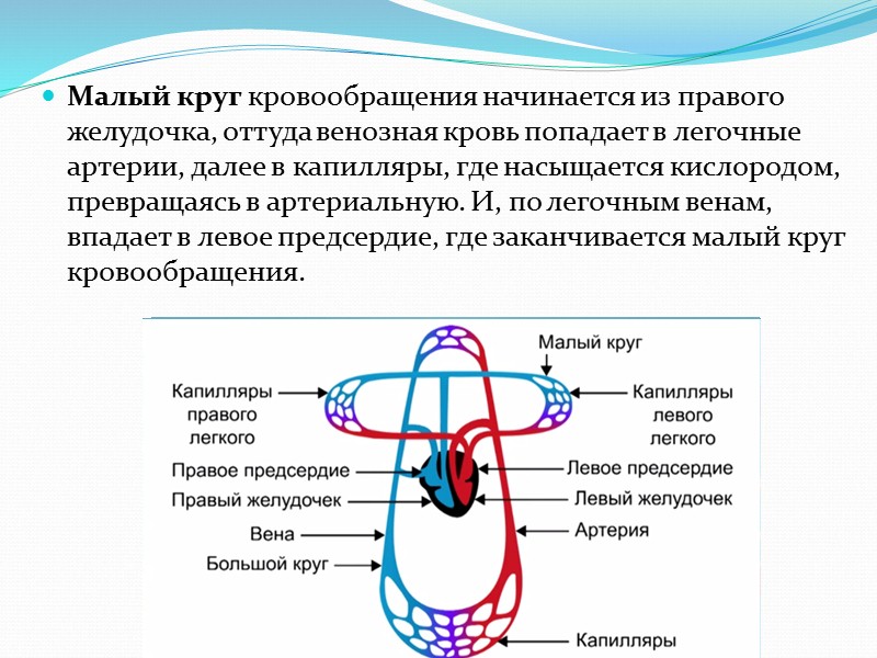 Плотность костной ткани Бедренная к. - 1,5 т Берцовая к. - 1,8 т