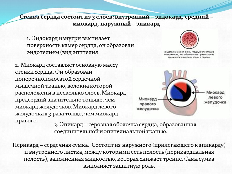 Строение кости Внутри, между головками костей, имеется костномозговая полость, заполненная желтым костным мозгом. При