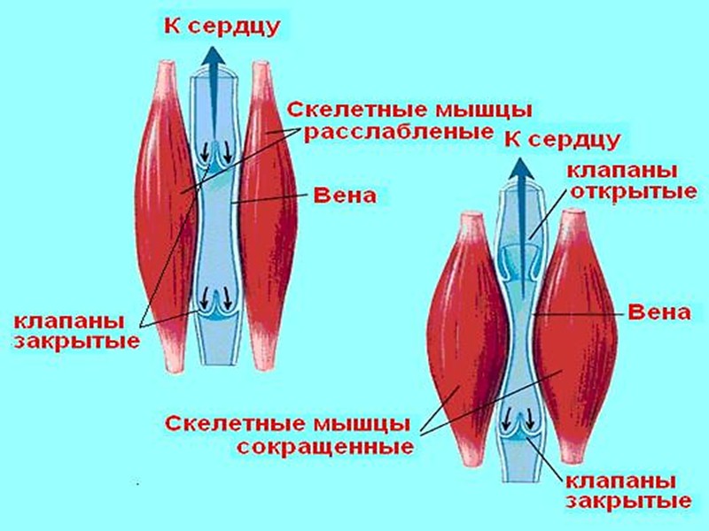 Плоскостопие В норме у человека средняя часть стопы немного приподнята – образуется свод стопы.