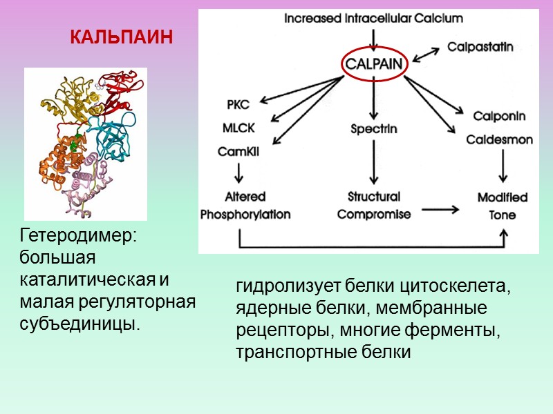 Роль ионов кальция в клетках Выделение нейромедиаторов Вторичный посредник Расмуссен, 1970 Сокращение мышц