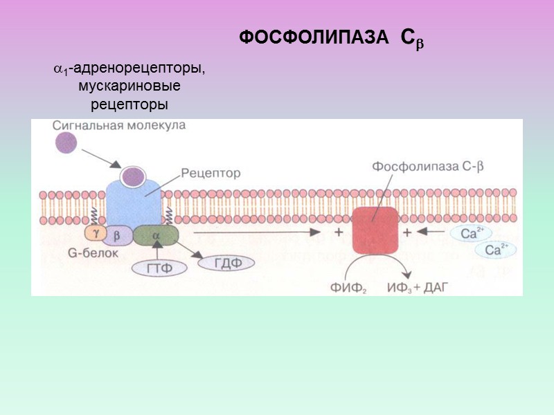 ФОСФОЛИПАЗА С ГИДРОЛИЗУЕТ МИНОРНЫЕ ФОСФОЛИПИДЫ МЕМБРАН - ФОСФОИНОЗИТИДЫ