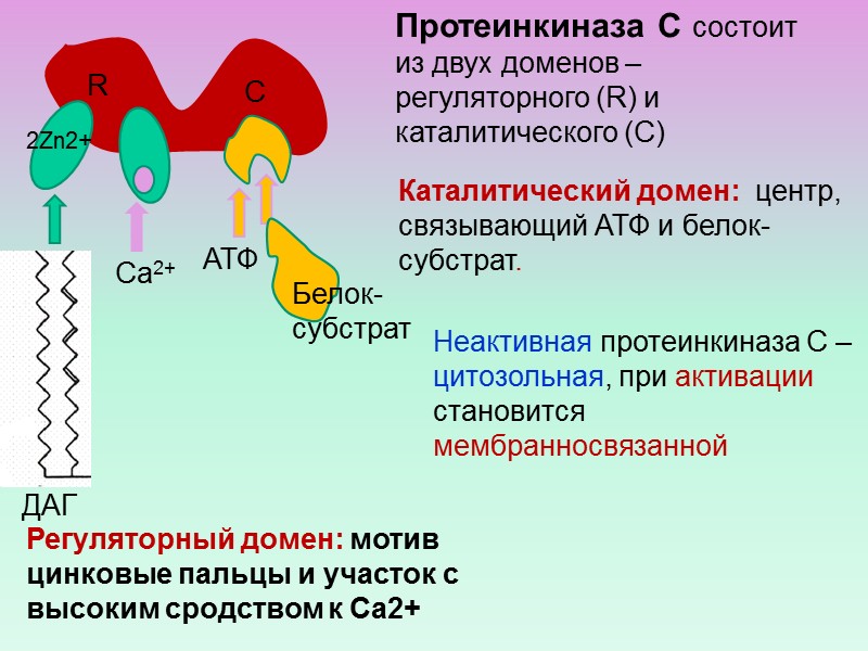 Состоять р. Протеинкиназа это активатор?. Механизм активации ЦАМФ-зависимой протеинкиназы. Кальций активатор протеинкиназы. ЦАМФ зависимая протеинкиназа.