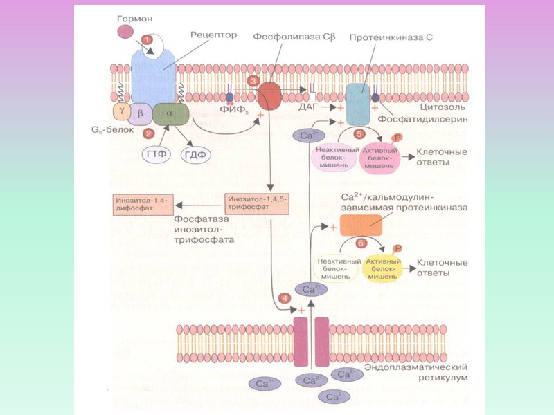 Схема внутриклеточной рецепции гормонов для которых характерен внутриклеточный тип рецепции