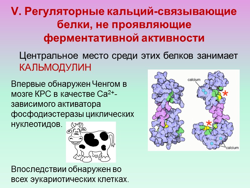 КАЛЬПАИН Гетеродимер: большая каталитическая и  малая регуляторная субъединицы.  гидролизует белки цитоскелета, ядерные