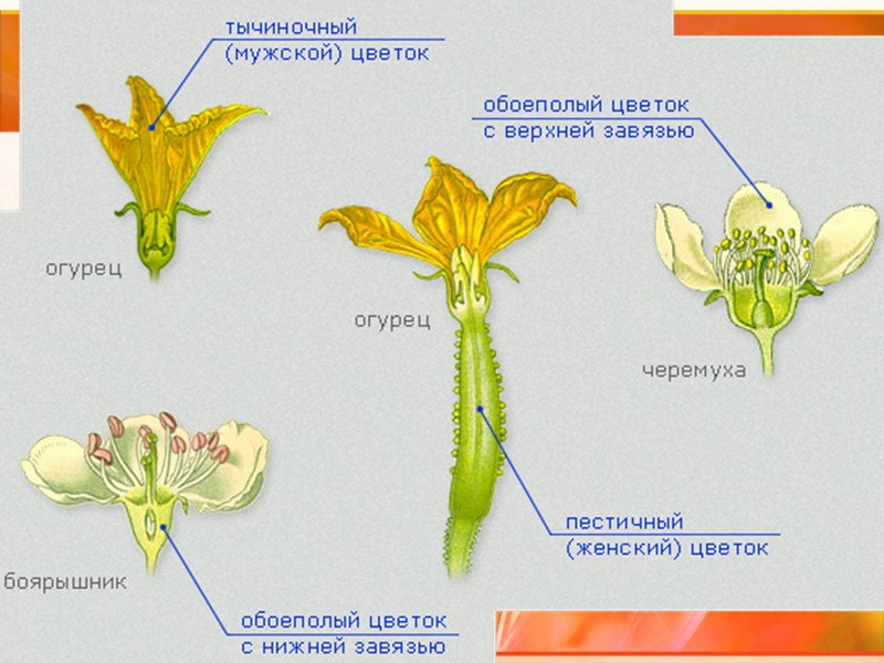 Цели урока: Вспомнить строение цветка; Сформировать знания об особенностях спорогенеза и гаметогенеза, двойном оплодотворении