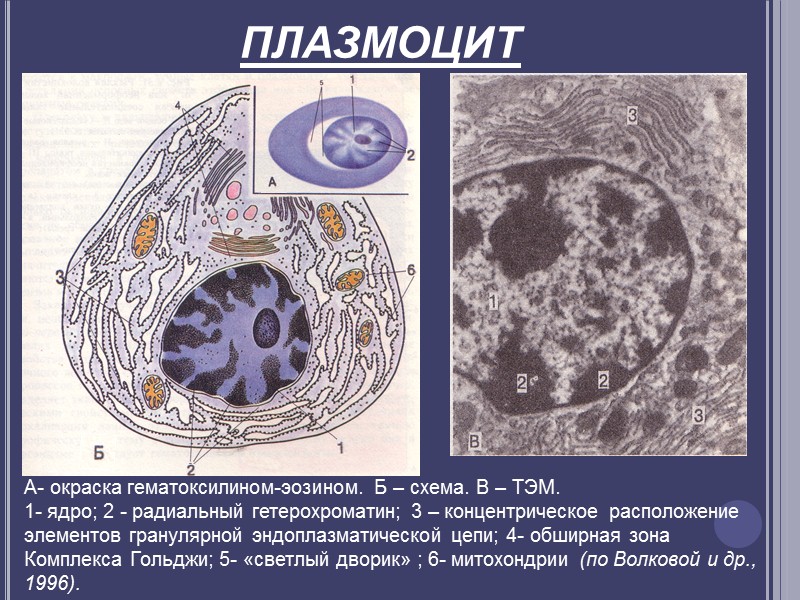 Мазок периферической крови взрослого человека  (общий вид). 1.эритроциты;  2.лимфоциты;  3.моноцит; 