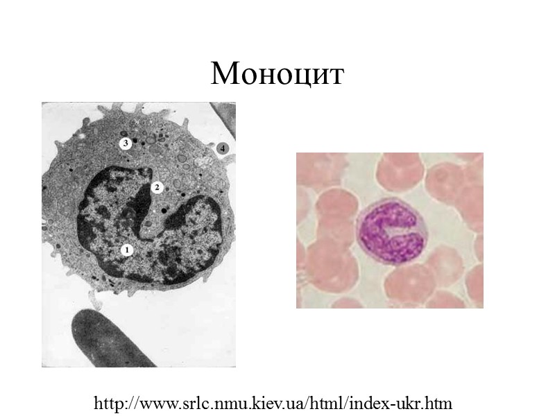 М2-макрофаги експресують аргіназу, яка утворює орнітин з L-аргініну arginine + H2O → ornithine +