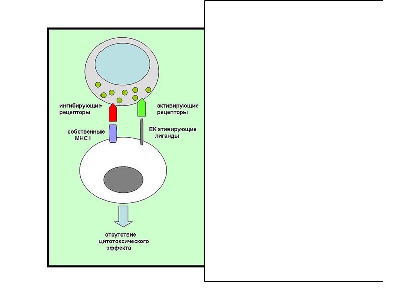 Функції дендритних клітин Захоплення антигену в зоні запалення Транспортування антигену у вторинні лімфоїдні органи