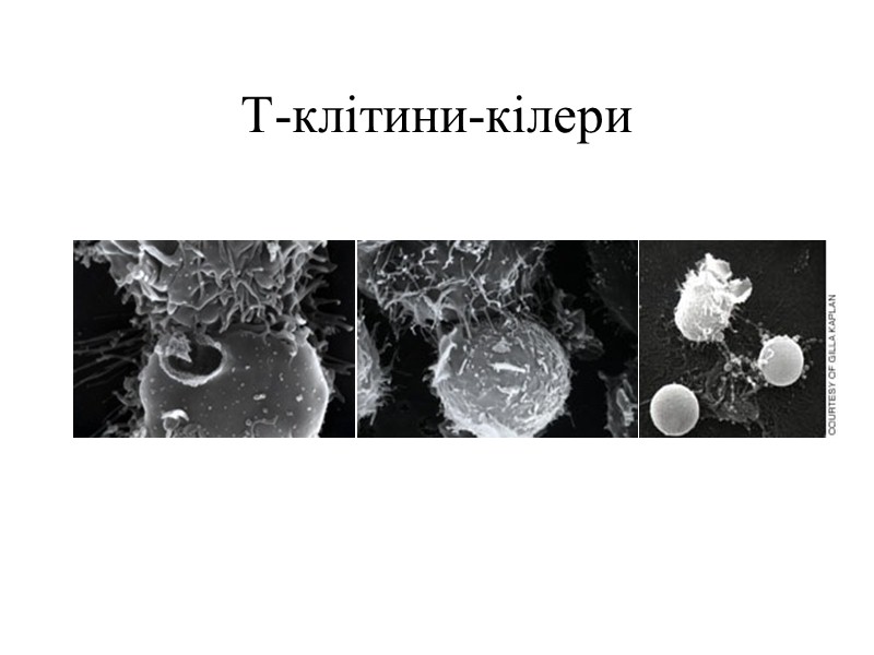 АЗКЦ (антитіло-залежна клітинна цитотоксичність)   Т-лімфоцит знищує еритроцит барана, який був оброблений антитілами