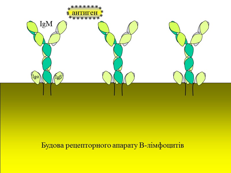 Т-клітини-кілери