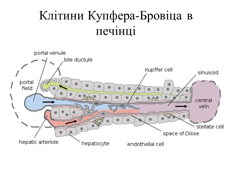 Маркери макрофагів  CD14, CD40, CD11b, CD64, F4/80 (мишей)/EMR1 (людини),  лізоцим M, 