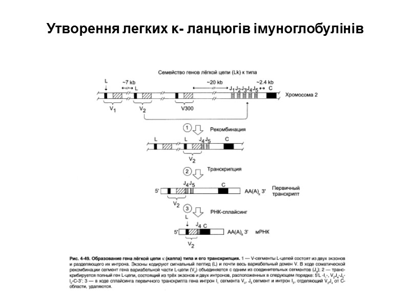 Переключення класів імуноглобулінів