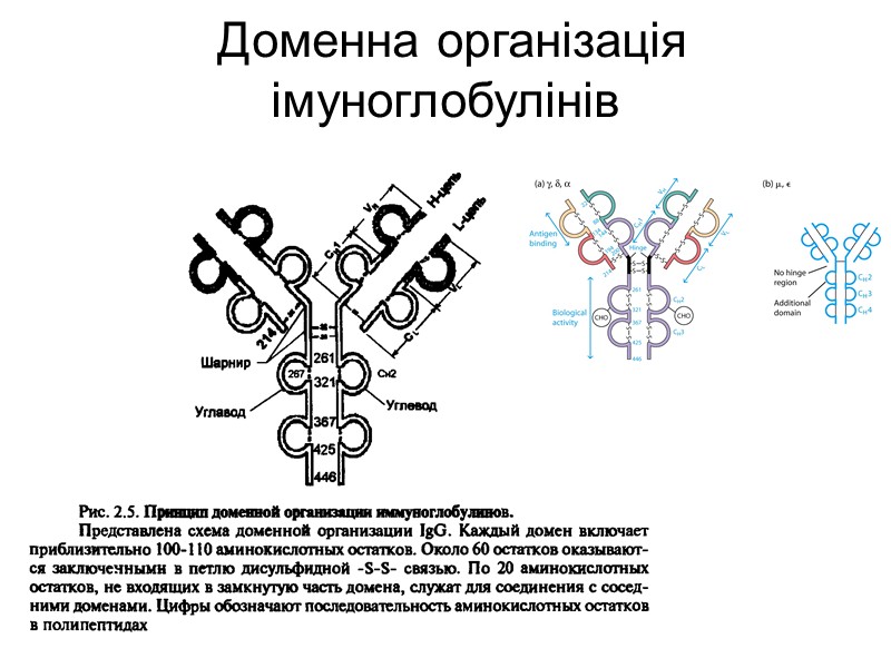 Будова імуноглобулінів. Організація активного центру антитіл Організація  VL – варіабельного домену легкого ланцюга,