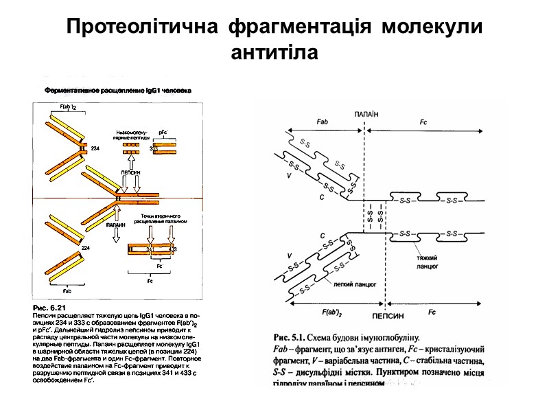 Процес опсонізації