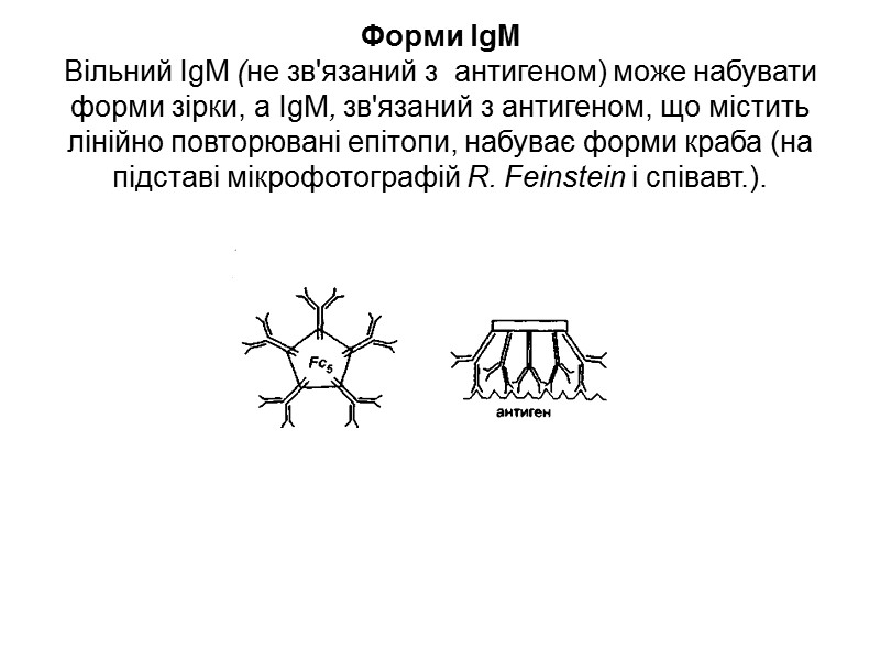 Механізм переносу sІgА  через епітеліальну клітину