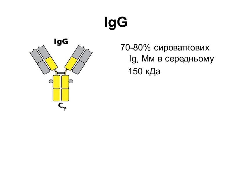 Функціонування IgE