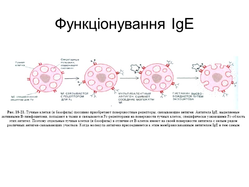 Гени імуноглобулінів. Біосинтез антитіл Три кластери (локуси) генів імуноглобулінів: Н, κ, λ.  