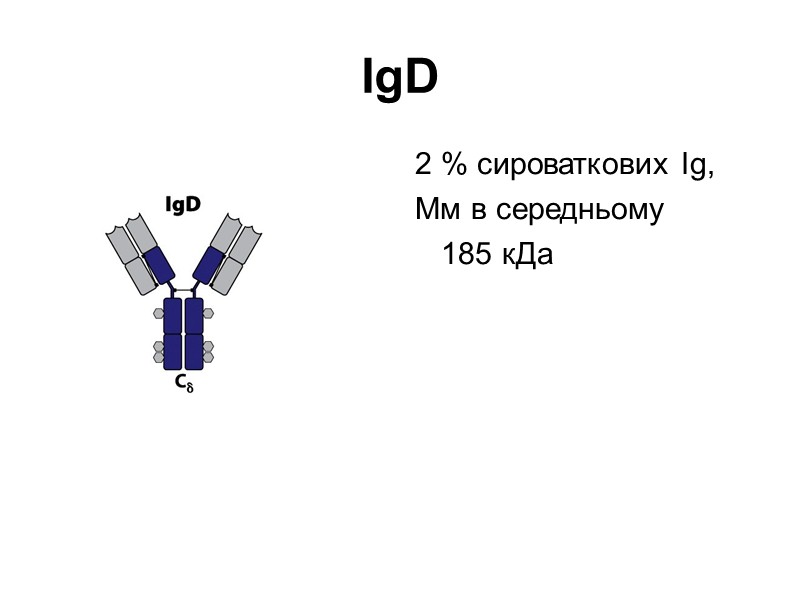 Загальна  характеристика хромосом людини (http://www.ensembl.org)  Локус генів імуноглобулінів людини:  Н- 14