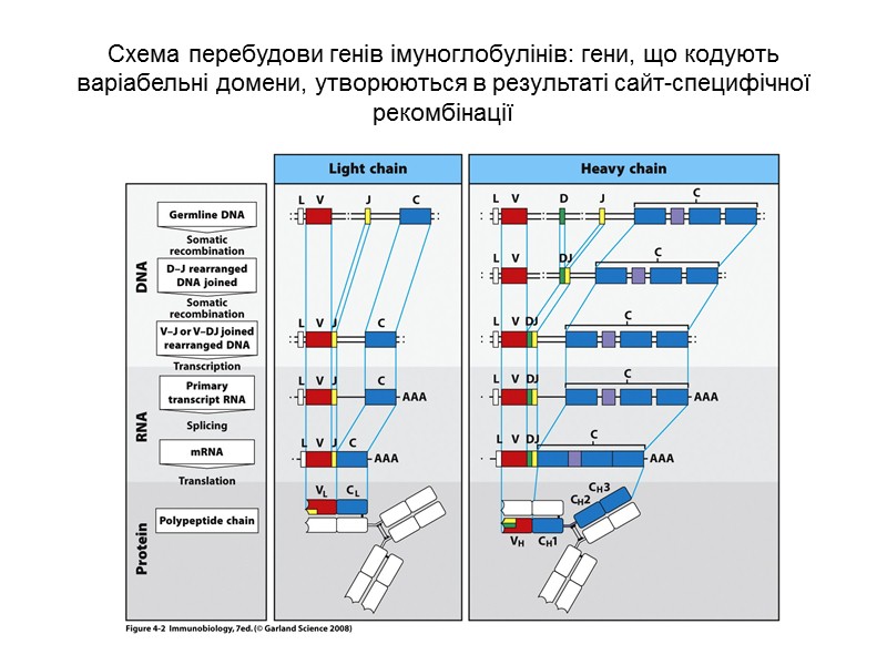 Утворення легких κ- ланцюгів імуноглобулінів