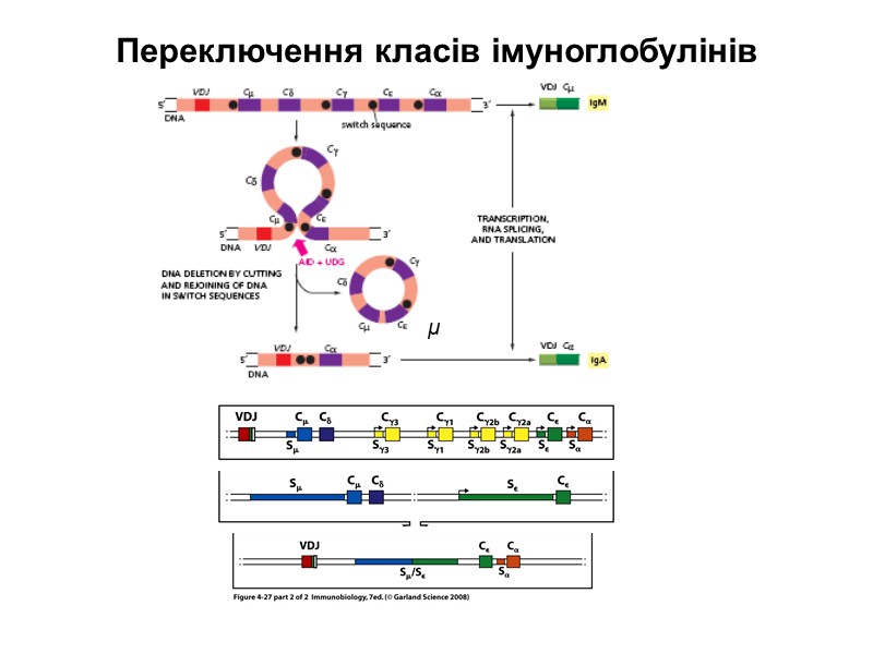 Структура імуноглобулінів  Н-важкі поліпептидні ланцюги 5 класів ланцюгів - відповідні класи (ізотипи) імуноглобулінів