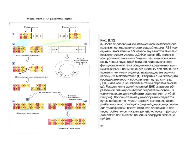 Ізотипи імуноглобулінінів кодуються кластерами генів константних доменів  важких ланцюгів