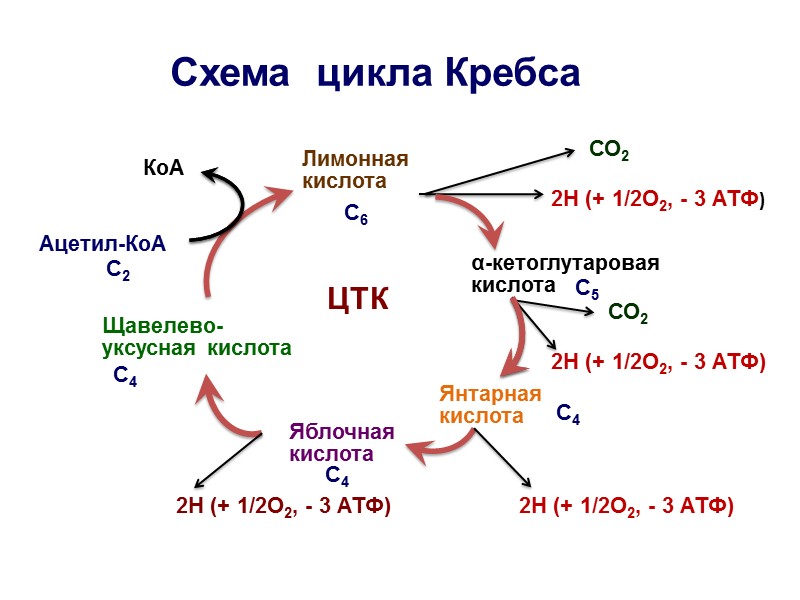 Расщепление атф какой фазе. Схема клеточного дыхания цикл Кребса. Янтарная кислота цикл Кребса. Цикл трикарбоновых кислот цикл Кребса. Цикл Кребса и этапы клеточного дыхания.