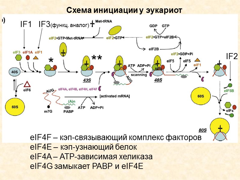Рибосома -  сложнейшая молекулярная машина клетки, ее функция состоит в том, чтобы переводить