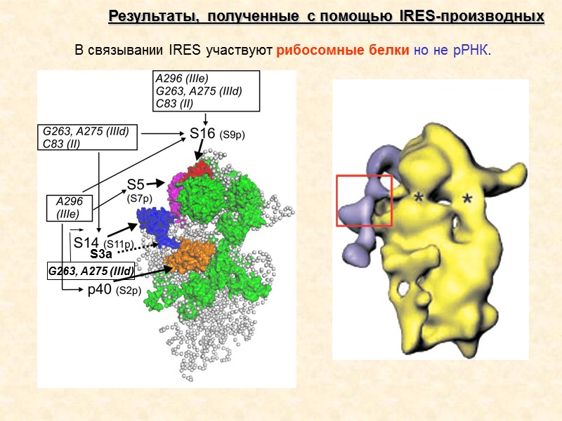 Рециклинг - диссоциация мРНК и деацилированной тРНК и последующая диссоциация рибосом на субчастицы, которые