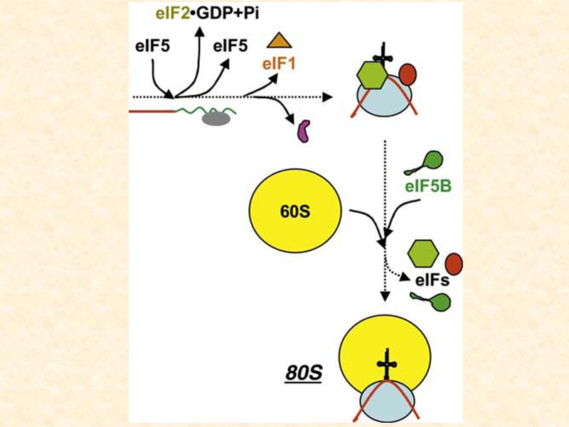 Особенности мРНК эукариот :  Одноцистронные Нет ШД-послед-тей. Кэп на 5’-конце. 4. Поли(А) –
