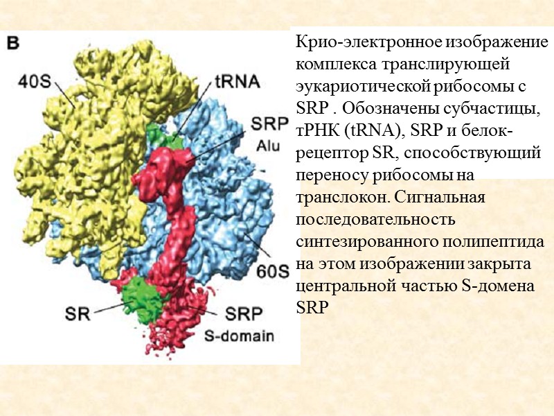 IRES-элемент РНК вируса гепатита С-  IRES (Internal Ribosome Entry Site) – очень своеобразный