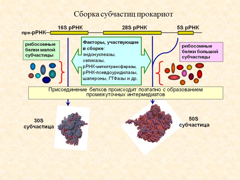 Рибосома высших организмов Рибосома бактерий 28S рРНК 3500-5000 нт, 5.8S рРНК,  5S рРНК,