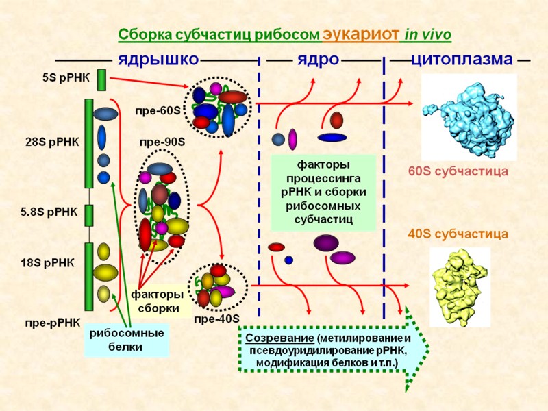 Гомология между структурными элементами  70S и 80S рибосом Гомология между рРНК прокариот и