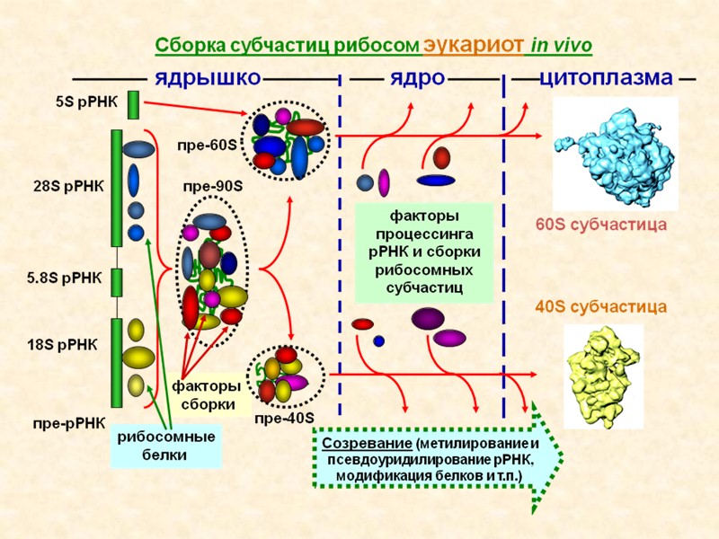 Обмен веществ эукариотов