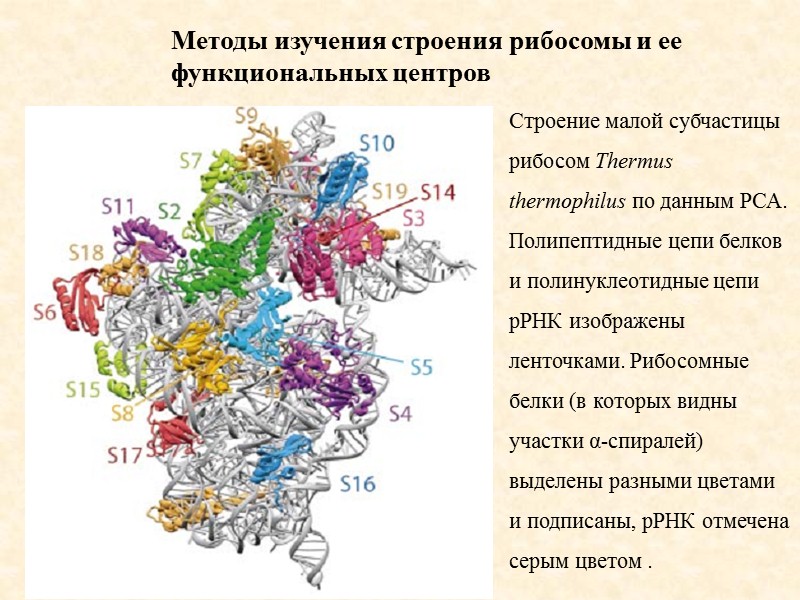 Консервативные положения и  сегменты экспансии во вторичной  стуктуре рРНК, изображенные  на