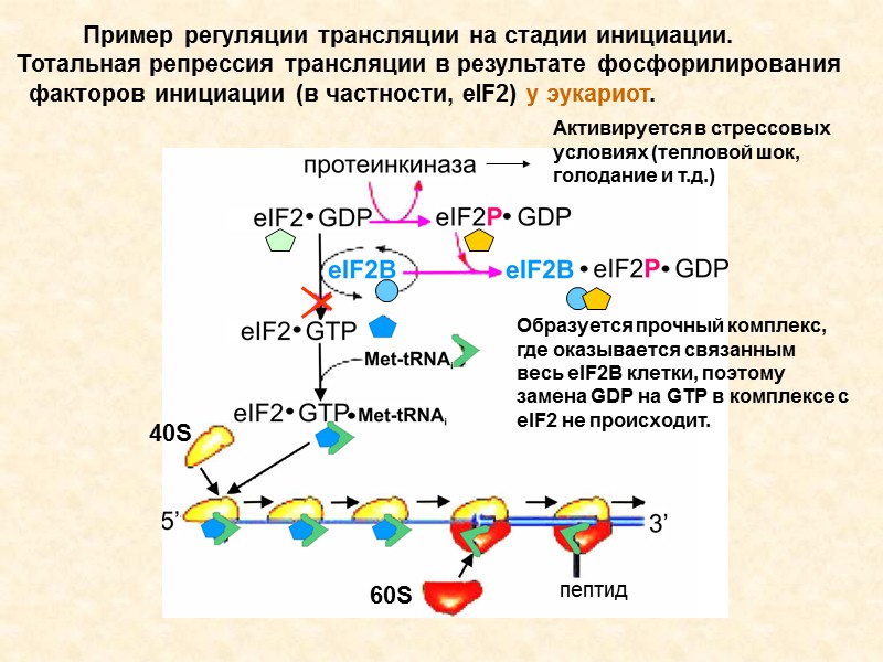 тРНК – сходство у всех организмов   Инициаторные тРНК аминоацилируются только остатками Met